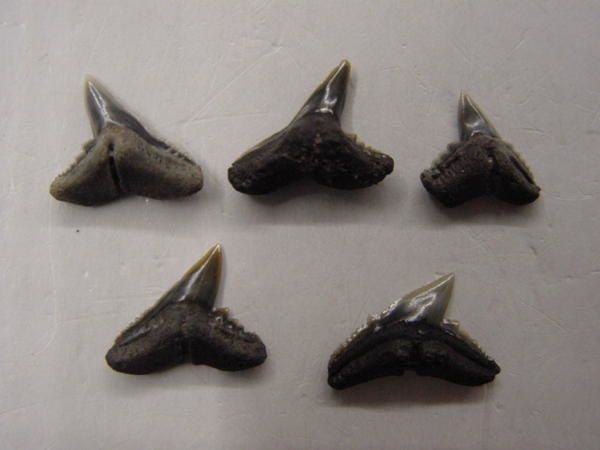 <p>Une de mes passions parmi les fossiles, les dents de requins. Trouvées en abondance en Belgique, mais des échanges et achats m'ont permis de me constituer une importante collection du Monde entier.</p>
<p>Les quelques pièces ici présentées sont datées du Permien (250 millions d'années) au Pliocène. (3 millions d'années)</p>
<p>Bonne visite !</p>
<p>Phil "Fossil"</p>
<p> </p>