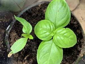 Tour des plants de basilic de l'été 2023, tour de jardin