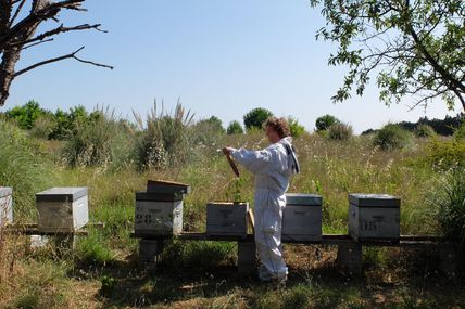 A propos de vol d'abeilles