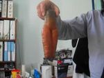 UN MIRACLE D ALLAH 2012 , surprenante découverte en Tunisie une carrotte à 2 face mis homme mis femme :