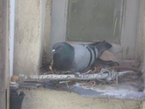 Pigeon