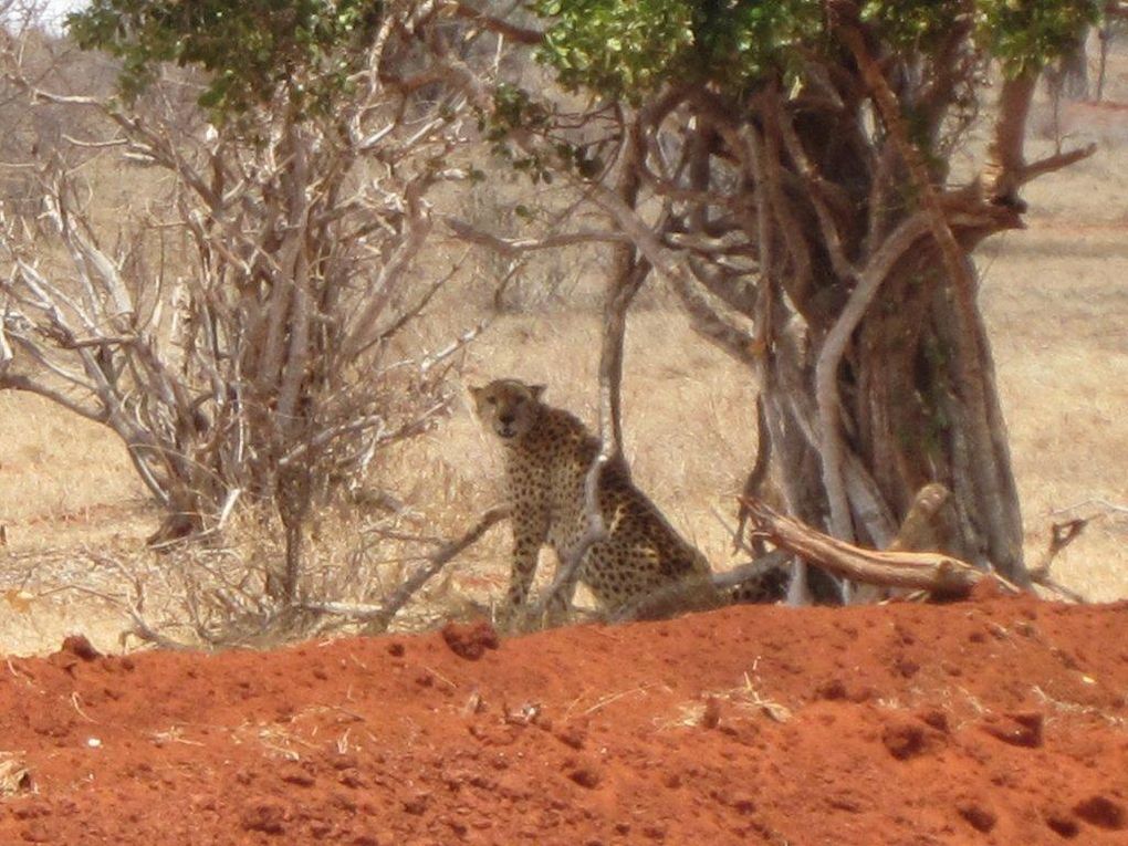 Album - octobre-2011-kenya