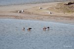 Barges rousses les pieds dans l'eau