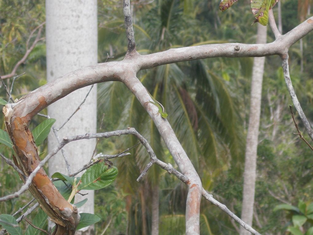 la parc naturel Alejandro Humbolt, le guide doit m envoyer le nom des plantes....baignade au retour a Maguana, les 2 petites baies rouges sont utilisees pour les maracas, l oiseau avec du rouge est le tocororo, oiseau embleme nationale, quand les enfants n avaient pas de cahier ils ecrivaient avec la pointe fournie par un cocotier sur les feuilles vertes les revolutionnaires aussi,  la grenouille est la plus petite du monde, on a pas vu de lamantin dans la baie ou ils se trouvent