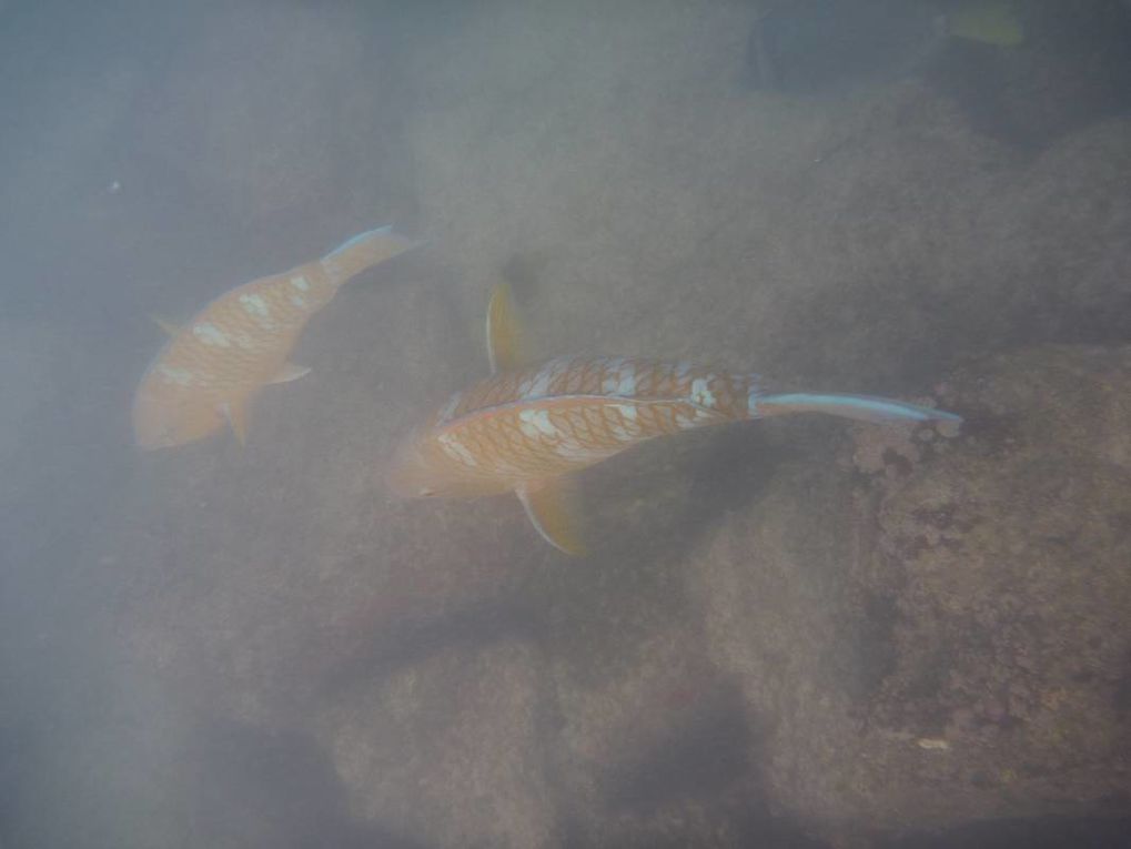 Album de mon deuxième voyage aux îles Galapagos, avec mes parents