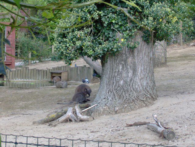 Album - zoo-maubeuge