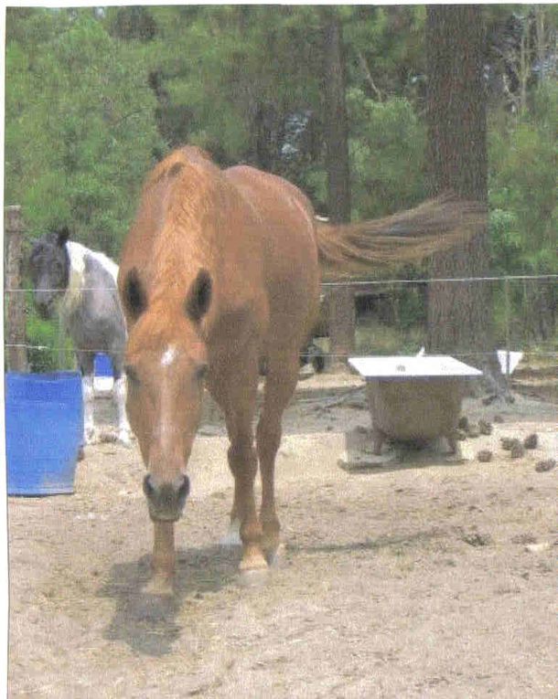 Les chevaux de LA SIMIOUNE (Près de BOLLENE dans le VAUCLUSE)