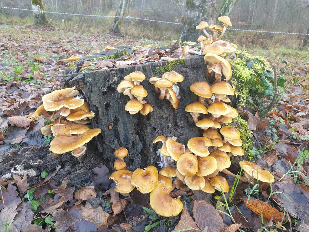 Armillaria mellea=Armillaire couleur de miel, Coprinus comatus=Coprin chevelu, Coprinopsis atramentaria = Coprin noir d'encre, Echinoderma asperum=Lépiote à écailles, Lacrymaria lacrymabunda=Lacrimaire veloutée, Lyophyllum decastes=Lyophyllle en touffes, Pholiota lucifera=Pholiote luisante, Pholiota gummosa=Pholiote gommeuse.