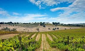 #Semillon Producers South Australia Vineyards page 3