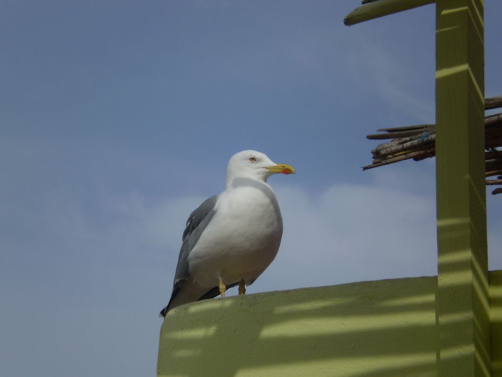 Album - essaouira