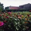 Fleurs du jardin