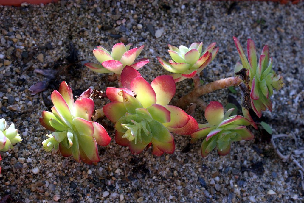 Cactées et succulentes présentes dans mon jardin ou ma maison.