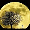 les arbres de lune