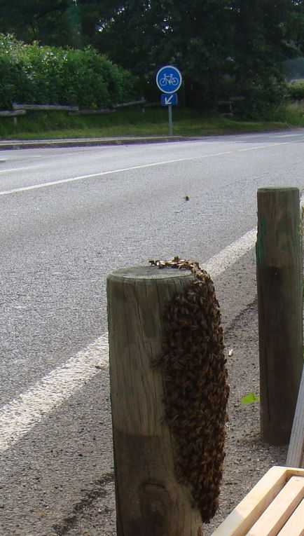 Essaim d'abeilles posé sur une borne de sécurité en bord de route entre la voie routière et la voie cyclable! Face au Collège du Pinier à MELLE! Gloubs!!!