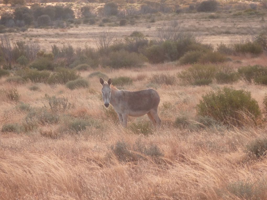 Album - 39 Outbacktrip von Prot-Augsta nach Alice Springs - Teil 2