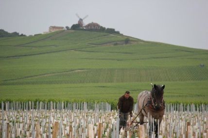 Plantation en Montagne de Reims