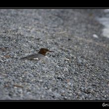 Au bord du Léman - Harle Bièvre