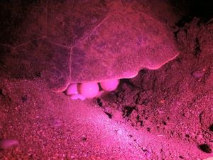 Conservation et protection des tortues de mer, semaine 1 (09/03 au 16/03)