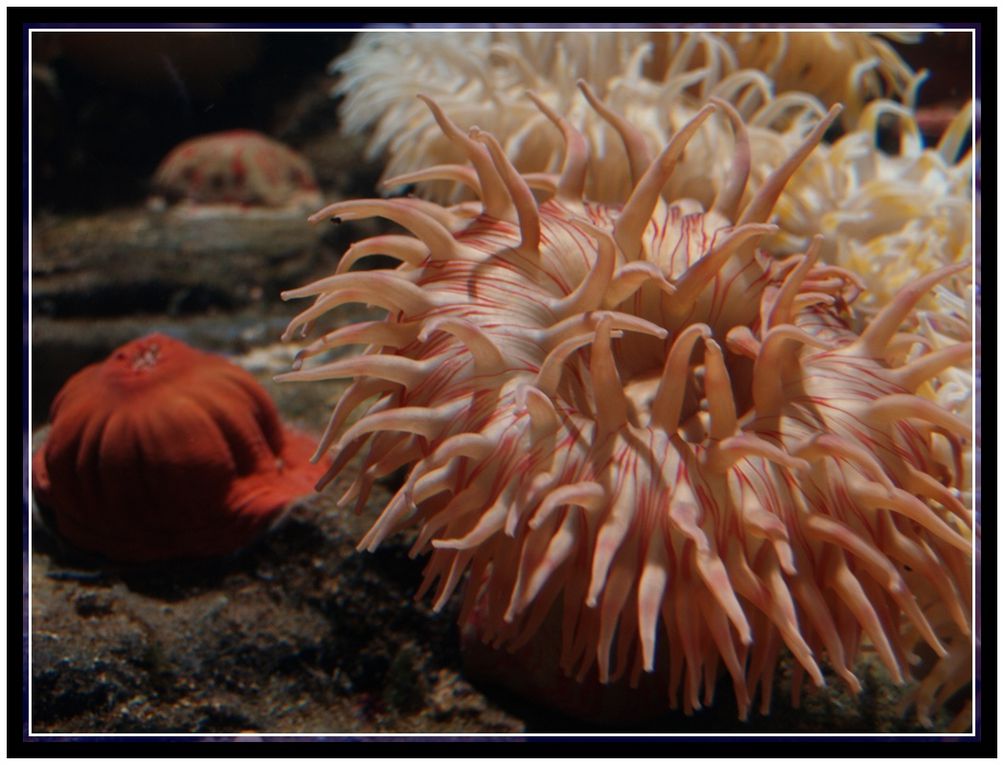 Echantillons de la biodiversité des océans à Océanopolis à Brest - Mars 2013.