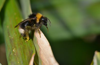 Bombus , Vespas et Andrènes ...