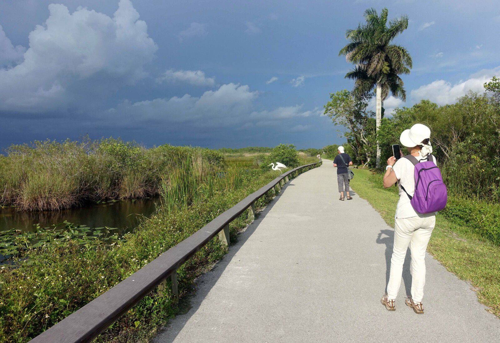 Anhinga trail