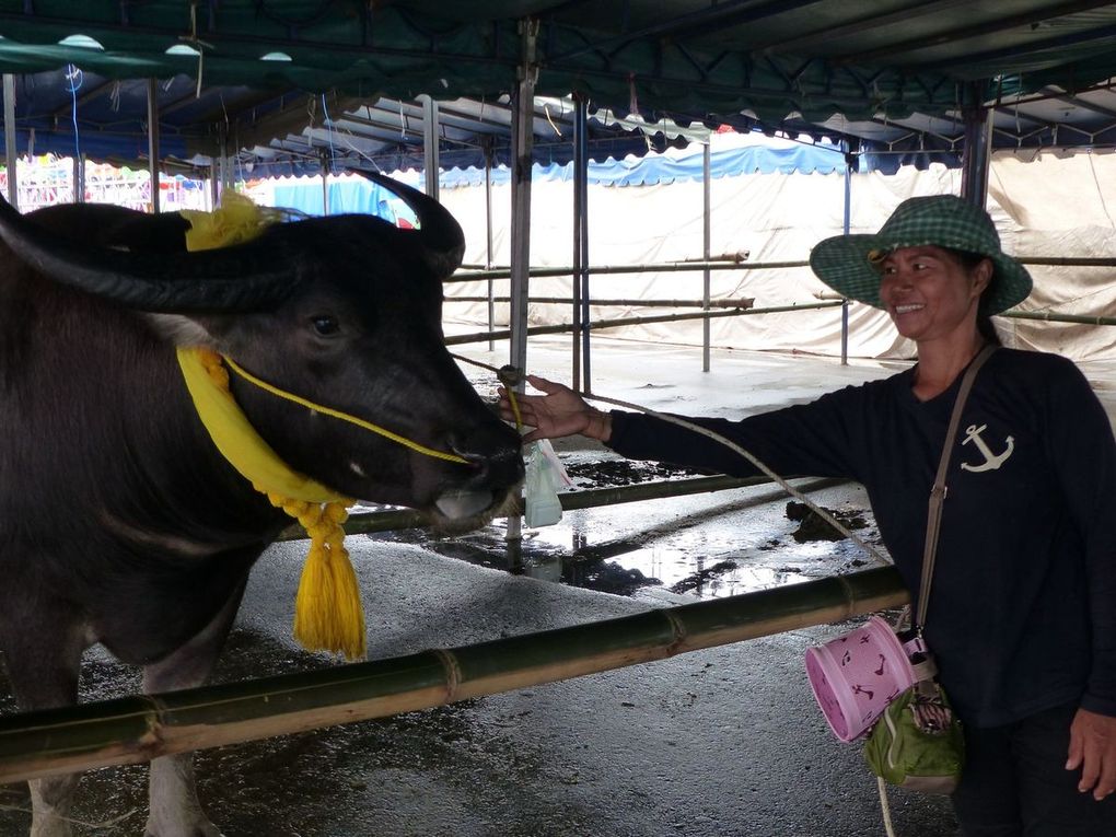 Visages de Thaïlande (18-38) - au Chonburi Buffalo Racing