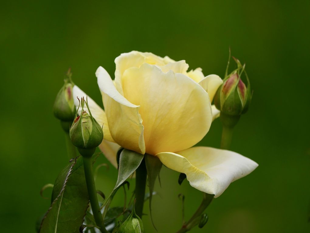 La rose témoigne de la tendresse, de l’amitié et de l’amour mais aussi de la beauté de la femme. 