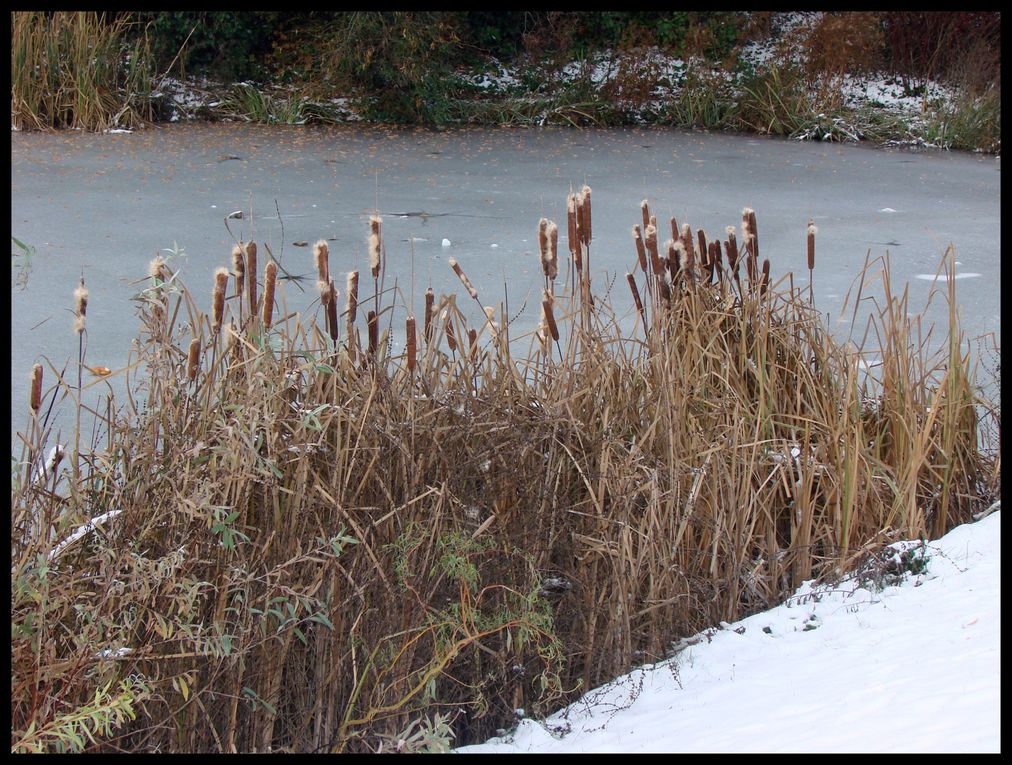 LAC DES GOACHERES