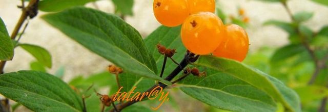 Baies oranges. Que je ne connais pas ?.