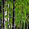 PHYLLOSTACHYS NIGRA