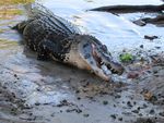 Rurrenabaque : porte d’entrée de l’Amazonie en Bolivie