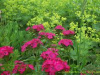 meine Blütenschönheiten: Lupinen, Margeriten, Schwertlilie in braun-rot, rosa Mohn, Ginster in rot, Färberkamille, Bartnelken in pink und weiß und bunte Lupine.