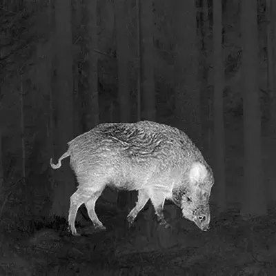 La chasse de nuit, un danger mortel, non, à condition de...