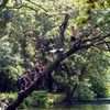 L'arbre aux plongeons