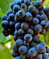 #Ports Wines Producers Napa Valley Vineyards  California