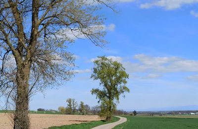 CERNAY : PISTE CYCLABLE & CHEMIN DE DÉFRUITEMENT (R 678) ~ 9 km ~ D+39 m ~ 2h 15mn ~ 2/6 ~ ** ~ Compatible VTT-VAE