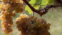 #Petit Manseng   Producers Australia Vineyards 