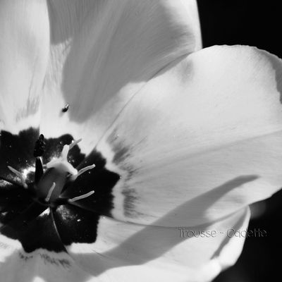 TULIPE EN NOIR ET BLANC