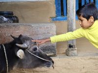 Partout les scènes de vie incroyables se succèdent...plus on marche plus on rencontre et on s'extasie...des banquières improvisées dans une petite école de campagne où des roturières décident de leur revanche en fixant des taux d'intérêt, un paysan saoul m'invitant bruyamment à le prendre en photo, deux chevreaux nés sous le signe du yang et de la spiritualité, et une ferme du "Bon Accueil" où un Monsieur "Cetelem" me ferait presque croire aux bienfaits du crédit.