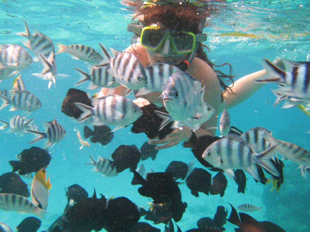 Album - Plongée dans le Lagon de Bora Bora