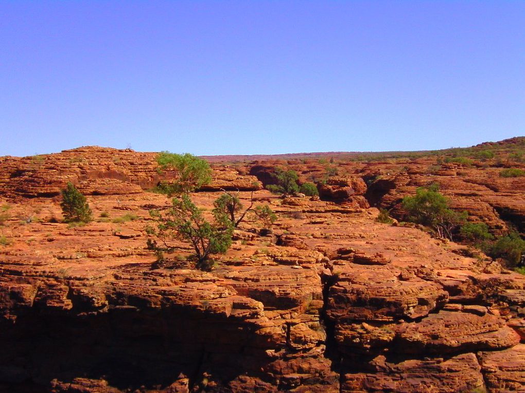 Album - The-Ultimate-Oz-Experience-2--Outback--The-Olgas---Ayers-Rock---Kings Canyon