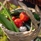 Potager : puis-je vendre mes récoltes de légumes ?