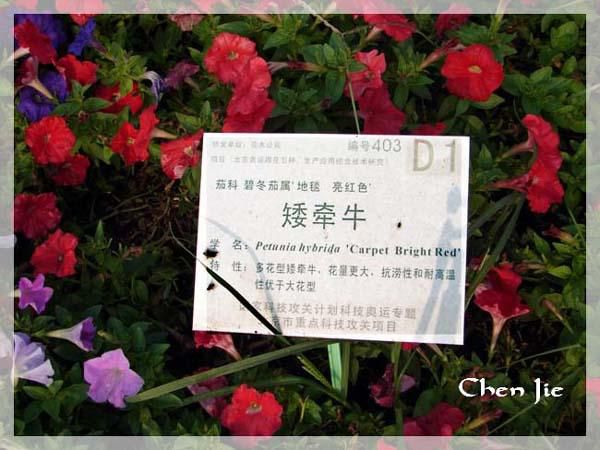 Voici quelques photos de la Faune et de la Flore chinoise.<br />En de nombreux points, vous les verrez semblables aux nôtres, mais en d'autres... <br />Je vous laisse profiter de cette escapade naturelle dans une Nature riche et prolifique, malheure