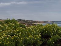 En face de Port Fairy : Griffith Island.