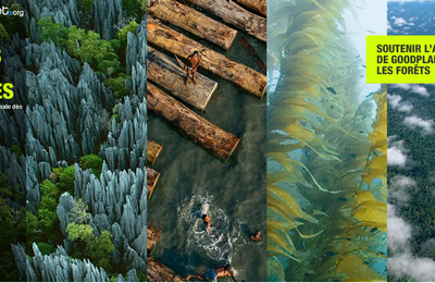 Des forêts et des hommes