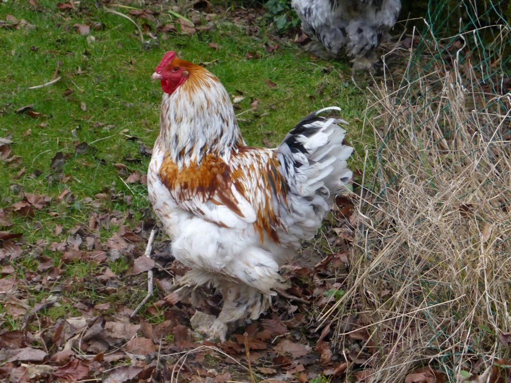 Election de "La belle poule du Vexin" l'élue a bien voulu poser !!!