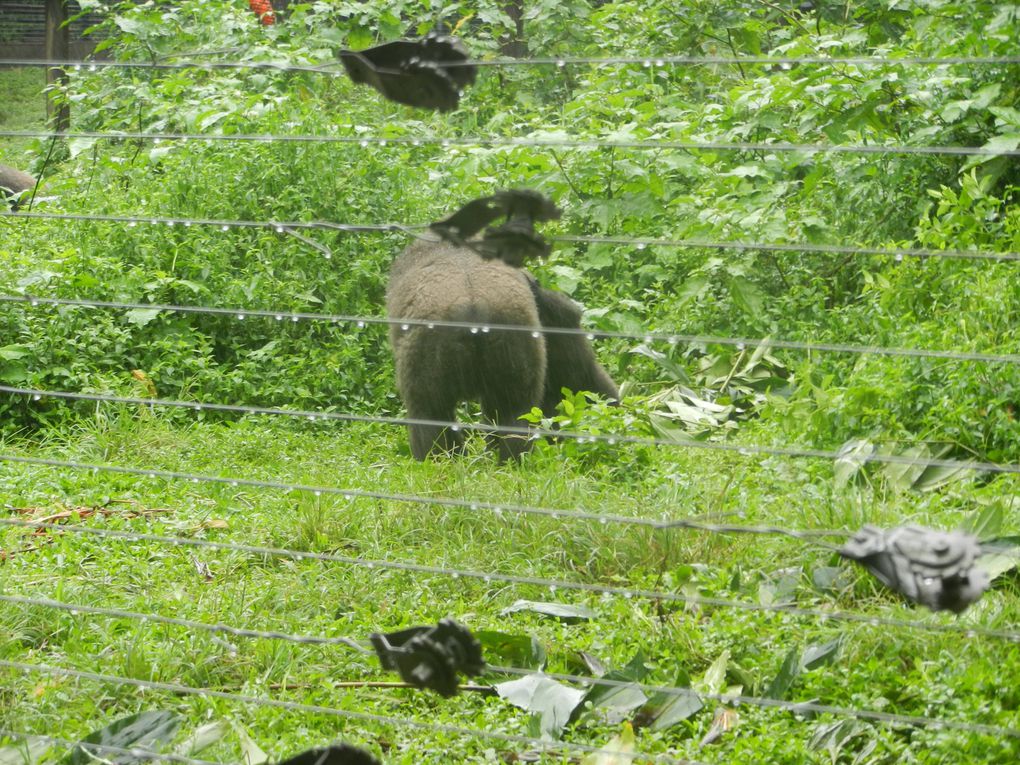 Limbé et ses plages, son parc botanique, son centre de la faune, son activité. Buea base pour le Mont Cameroun et le pont M'Fundi base pour le Nigeria