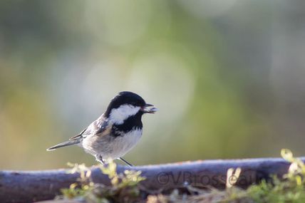 La petite mésange noire ....