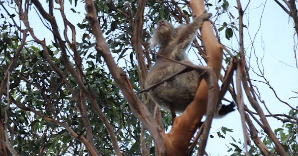 AUSTRALIE Continent du 24 au 27 Février 2019