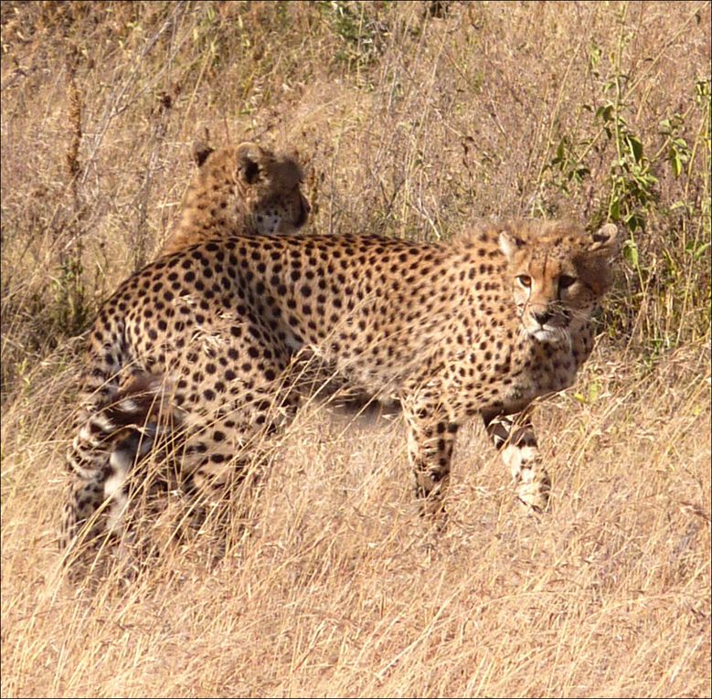 La grande migration au Serengeti observée près del a rivière Grumeti en juillet 2010